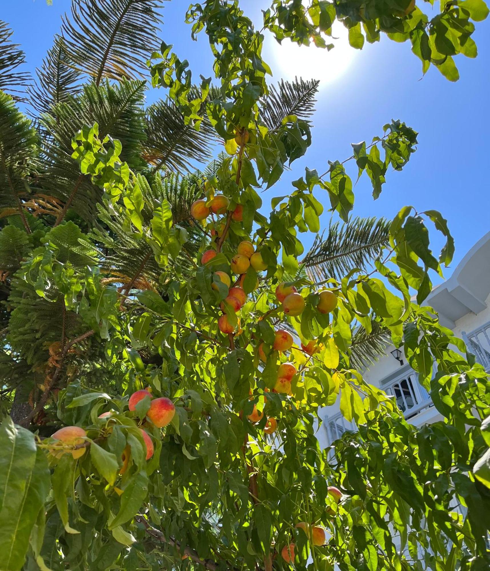 פסאלידי Theodorou Beach Hotel Apartments מראה חיצוני תמונה